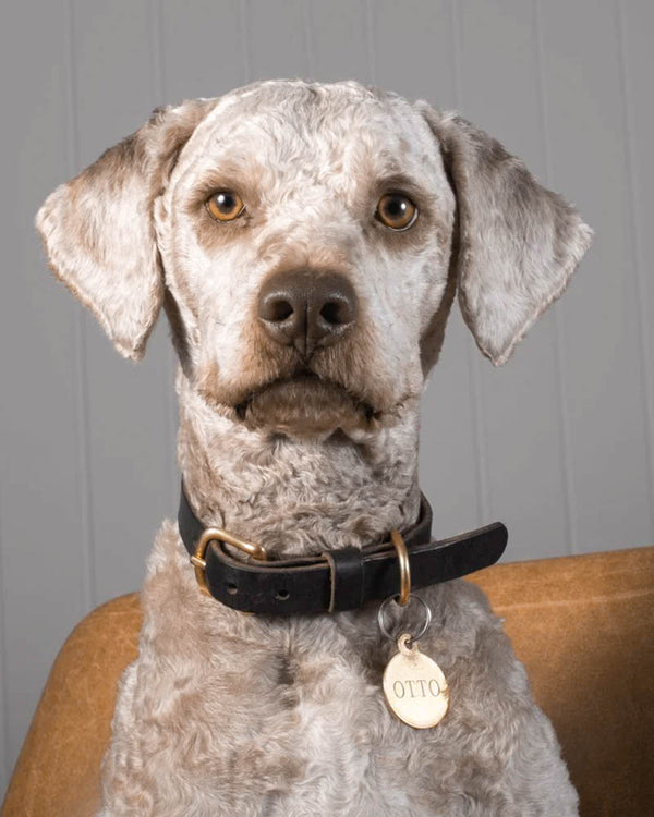 PAW16 leather dog collar in dark brown leather on curly grey dog in leather armchair, with brass tag engraved "OTTO"
