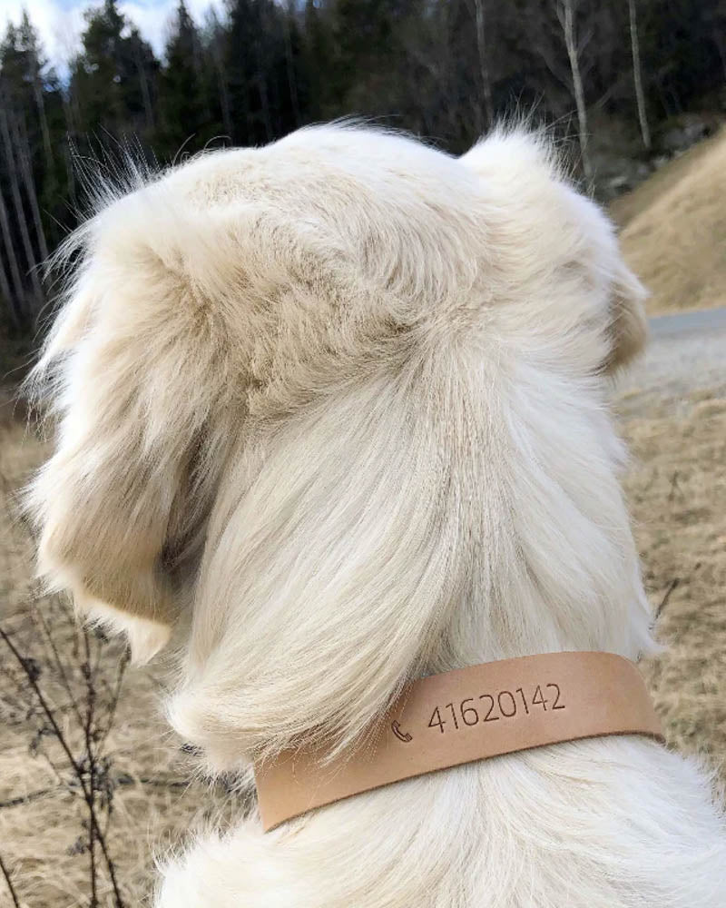 PAW20 leather dog collar in natural leather embossed with phone number "41620142" worn by light-coloured long-haired dog in the woods