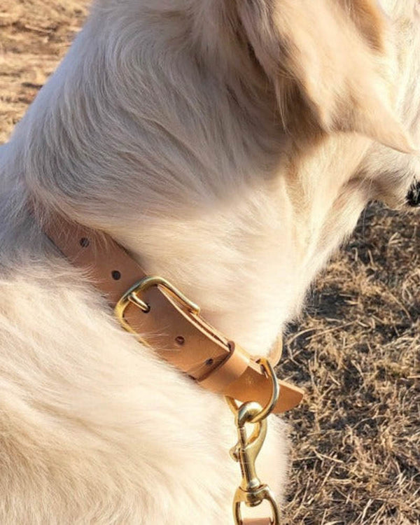 PAW16 leather dog collar in natural leather with brass buckle worn by a light-coloured dog outdoors, leash clipped on with carabiner